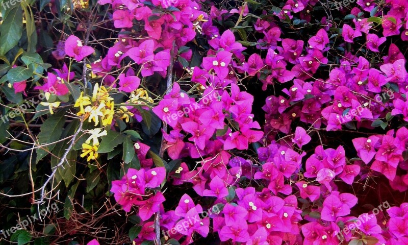 Bougainvillea Creeper Flowers Pink Bright