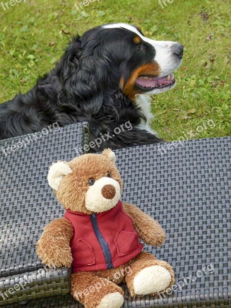 Bernese Mountain Dog Sitting Canine