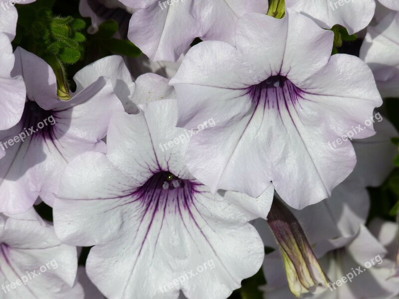 White Purple Petunia Fragrant Plants