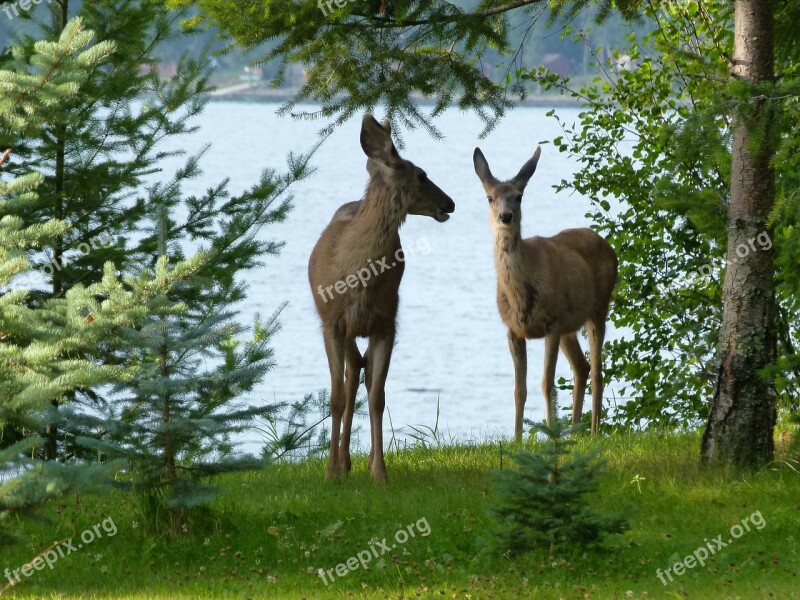 Deer Animals Mammal Watching Beware