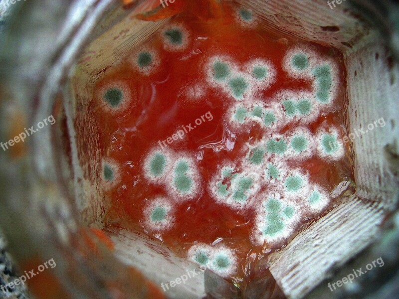 Green Mold Harmful Mold Macro Spores Corrupted