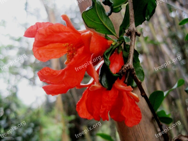 Flower Bloom Orange Bright Pomegranate