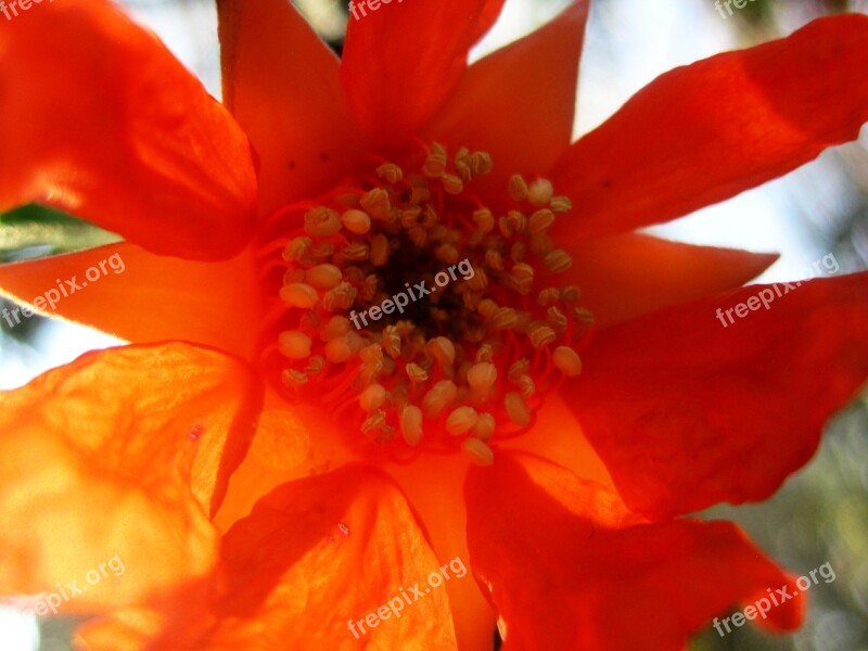 Flower Bloom Pomegranate Orange Tanslucent