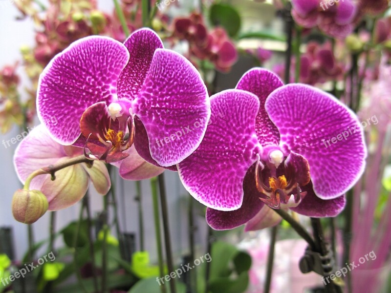 Orchids Purple Blossom Bloom Flower