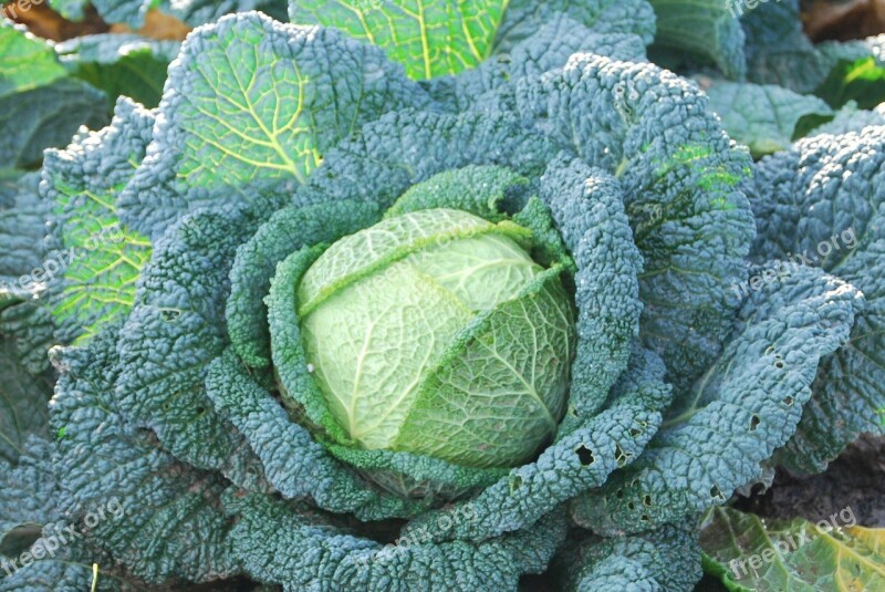 Green Cabbage Vegetable Cabbage Free Photos