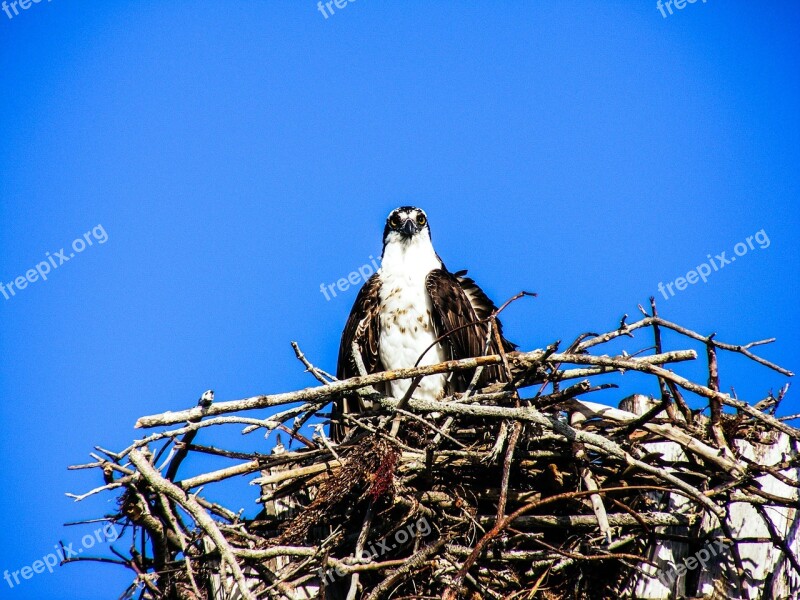 Estero Island Osprey Nest Birds Close-up