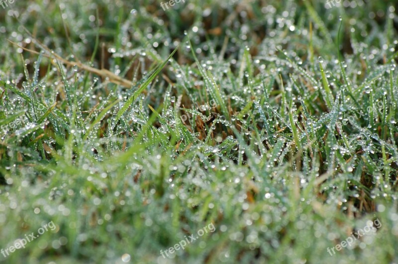 Green Wet Grass Waterdrop Water Drop