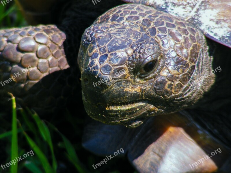 Gopher Tortoise Gopherus Polyphemus Turtle Slow Land Turtle