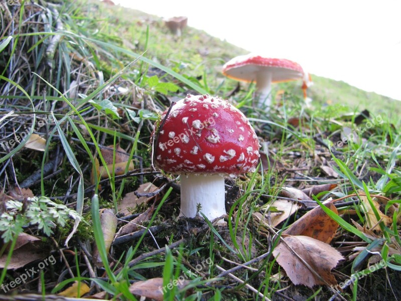 Fly Agaric Mushroom Autumn Meadow Red Fly Agaric Mushroom Free Photos