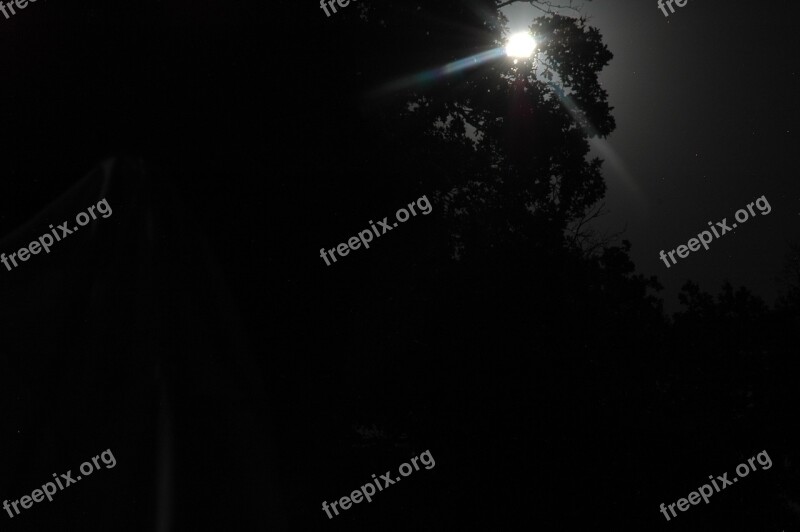 Moon Moonlight Moon By Trees Free Photos