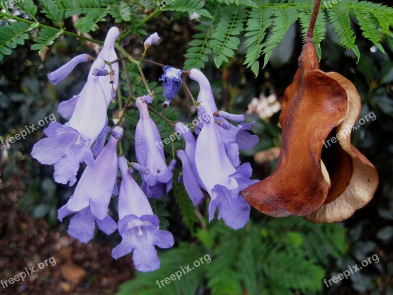 Petals Flowers Jakaranda Purple Trumpet Shaped