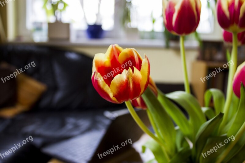 Flower Tulip Bloom Yellow Blossomed