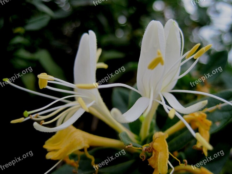 Flowers Honeysuckle White And Yellow Tubelike Stamen