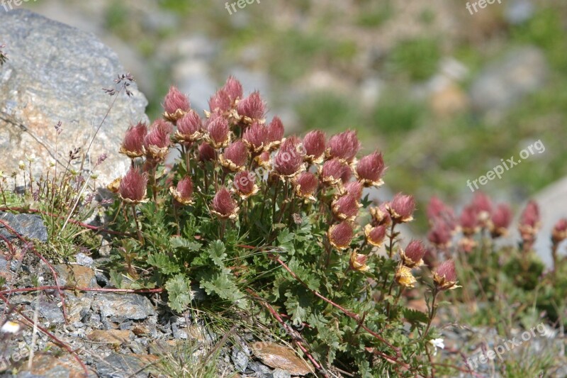 Mountain Flowers Alpine Flora Flora Dolomites Poor Soil