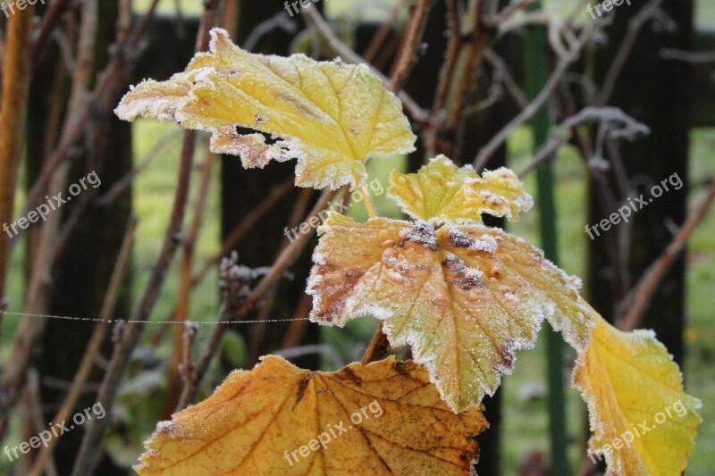 Frost Hoarfrost Leaves Nature Winter