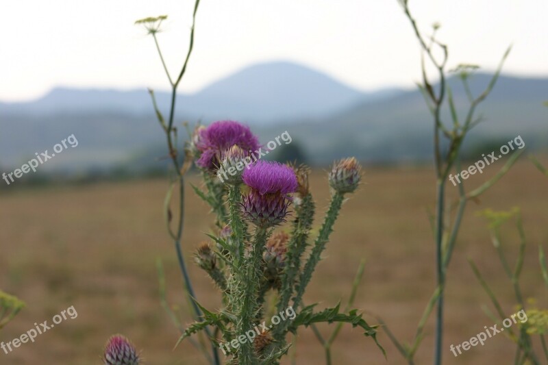 Corsican Maquis Thistle Mountain Free Photos