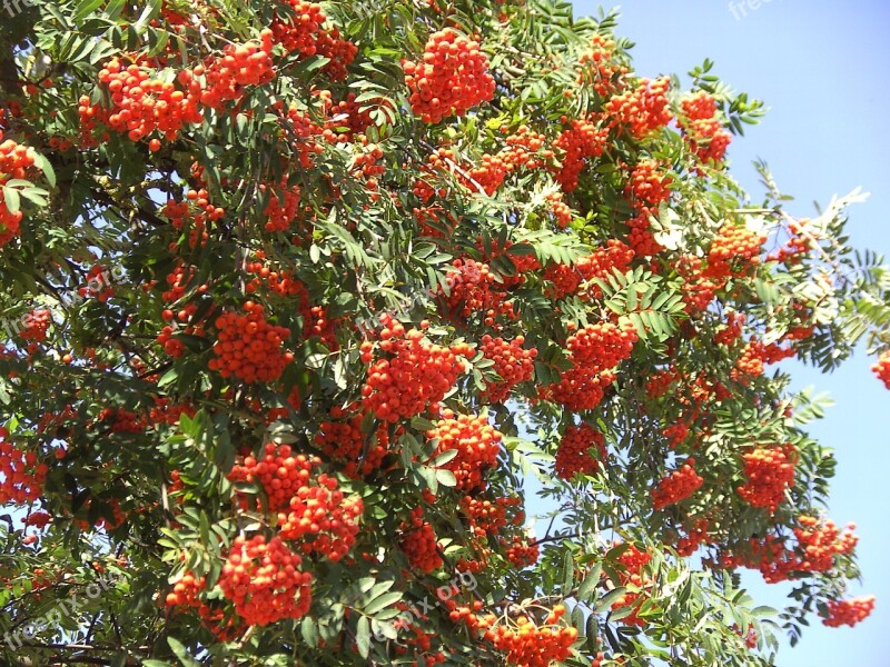 Rowan Berries Red Orange Mountain Ash