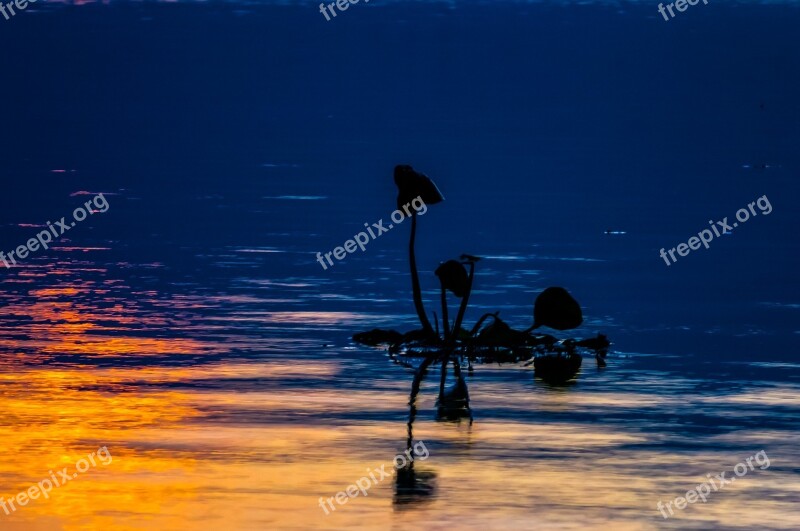 Lake Floating Plant Sunset Abendstimmung Free Photos