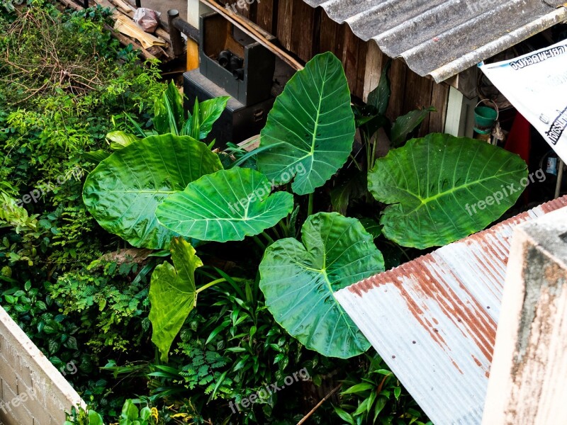 Foliage Plant Large Leaves Green Free Photos