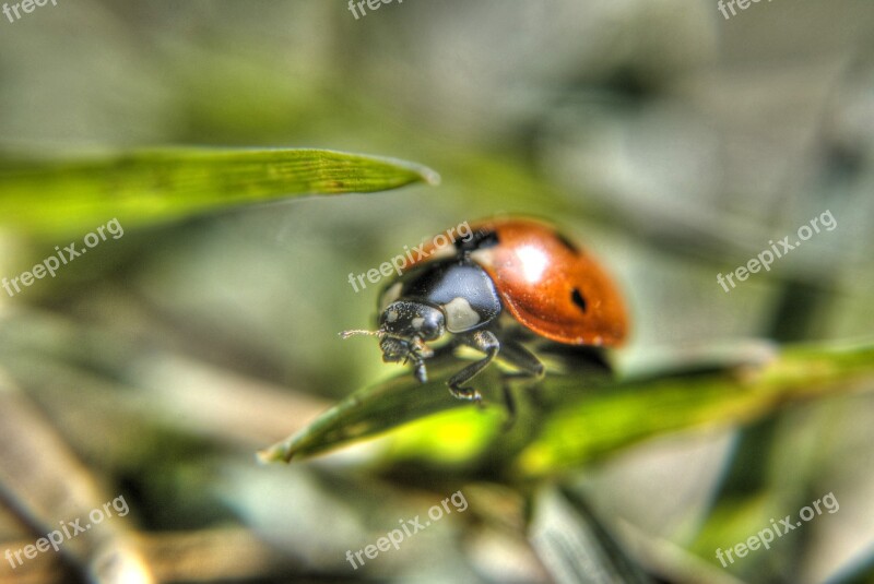 Ladybug Insect Grass The Details Of The Nature