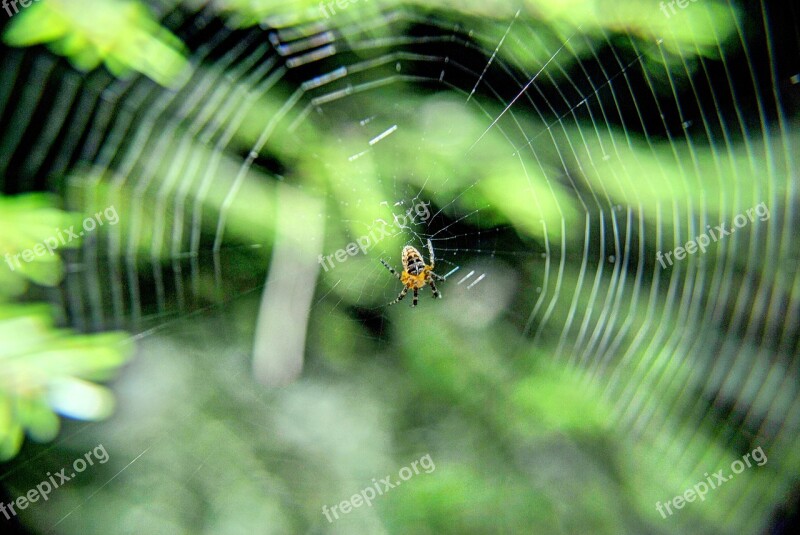 Spider On Tangled Web Arachnid Nature