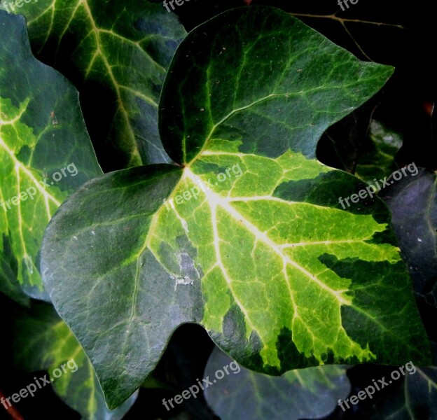 Leaf Ivy Lobed Veined Varying Greens