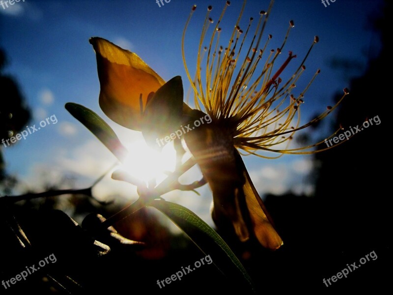 Flower St John's Wort Herb Yellow Dainty