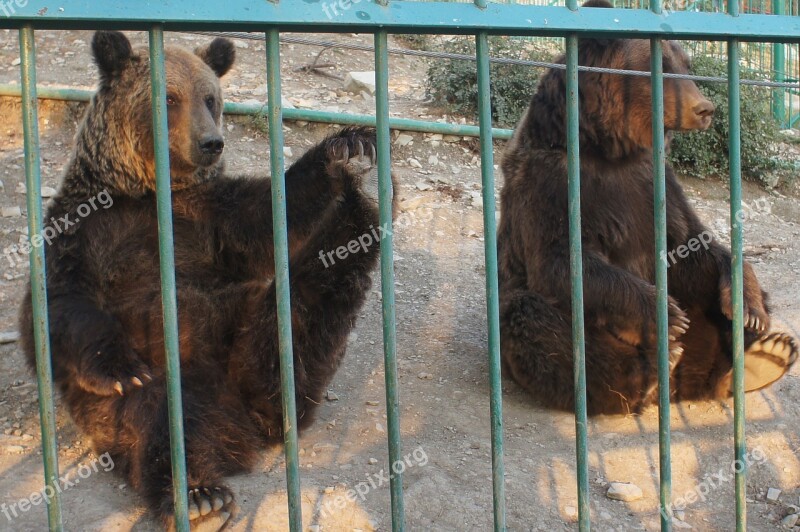 Bear Bears Zoo Safari Park Gelendzhik