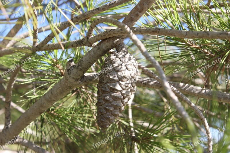 Pineapple Pine Seeds Free Photos