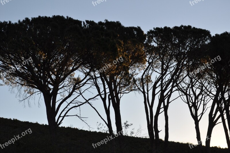 South Africa Trees Avenue Free Photos