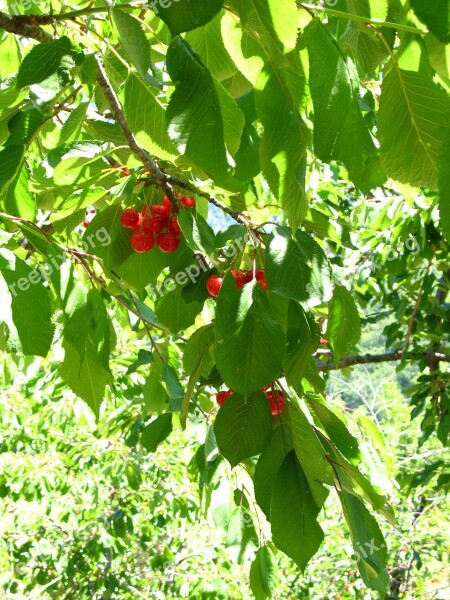 Cherries Tree Sicily Leaves Green