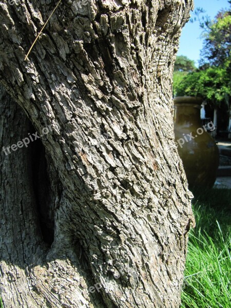 Tree Wood Bark Forest Log