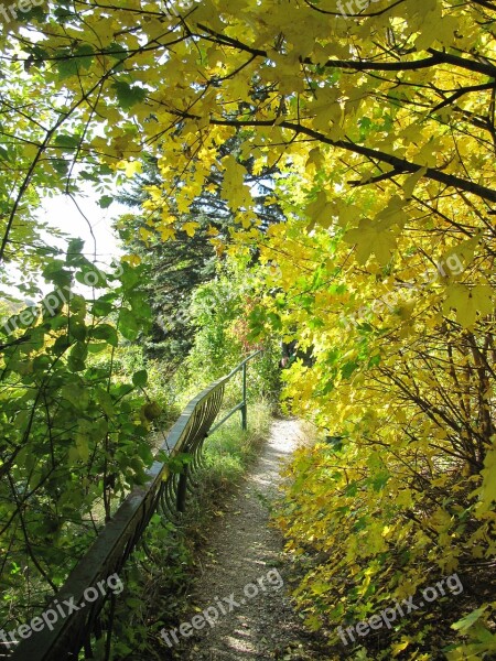 Forest Away Autumn Leaves Yellow