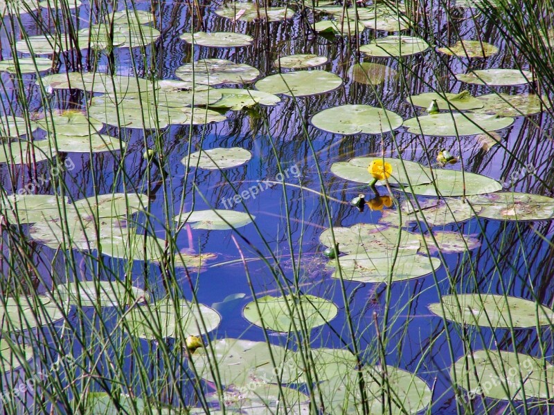 Water Lily Leaves Water Lily Flower Water Leaf Flower