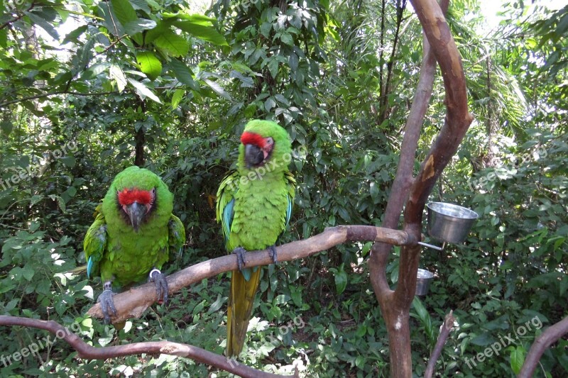 Parrots Macaw Green Free Photos