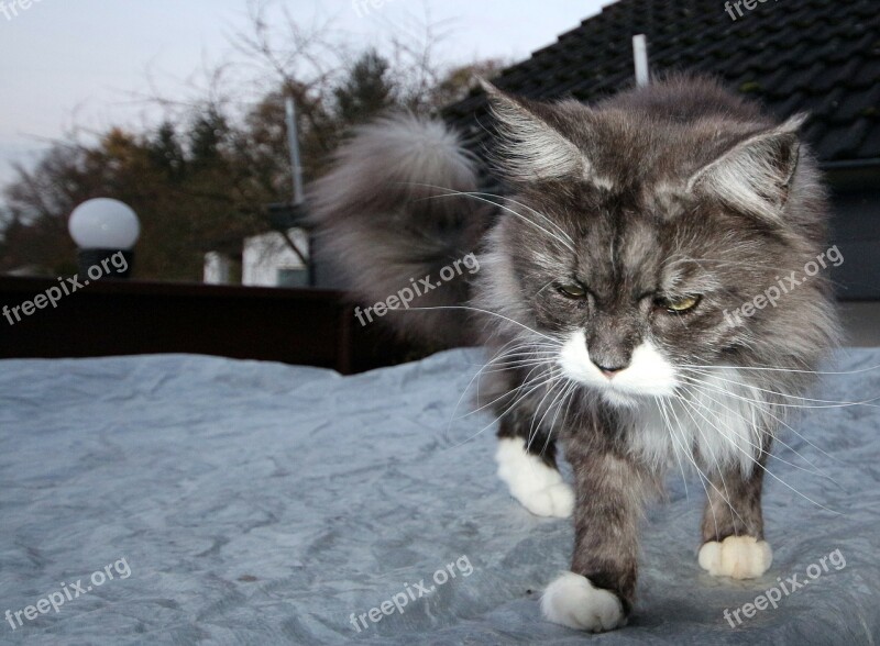 Cat Main Coon Animals Maine Coon Cool