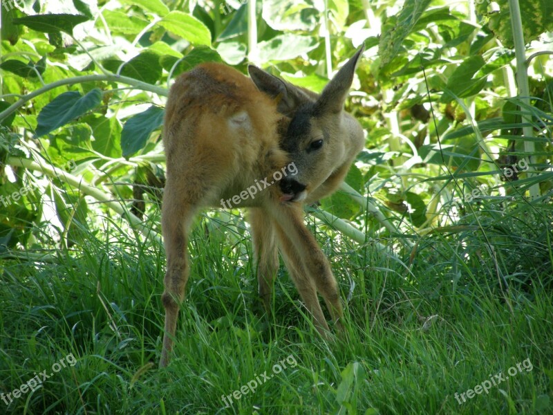 Fawn Nature Farm Free Photos