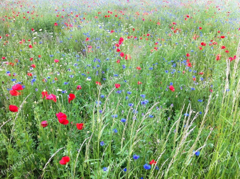 Early Summer Meadow Flowers Wild Flowers Nature