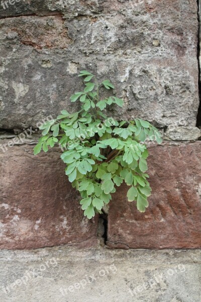 Wallflower Plant Wall Plant Stone Garden Wall