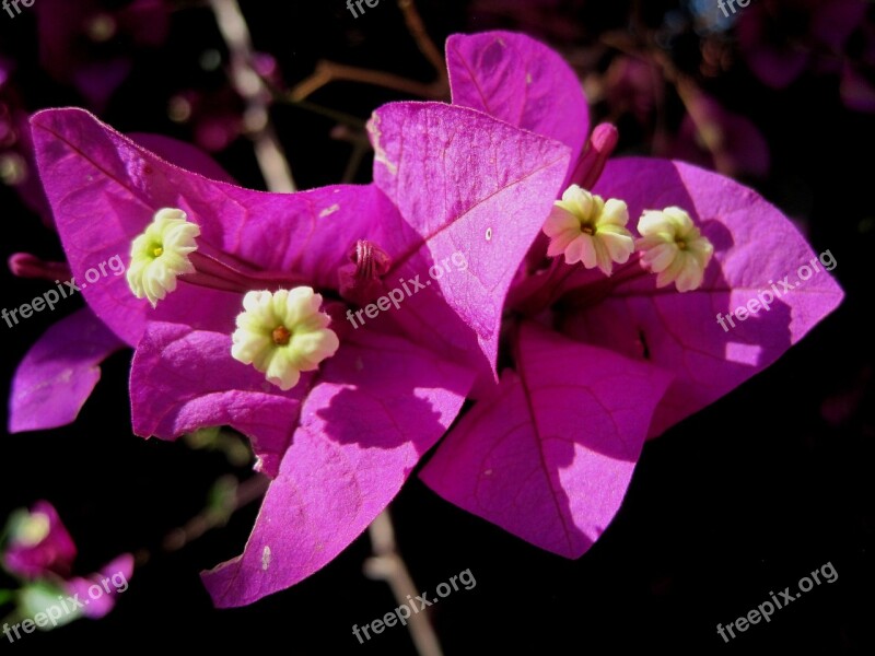 Flowers Blooms Deep Pink Petals Paper Texture