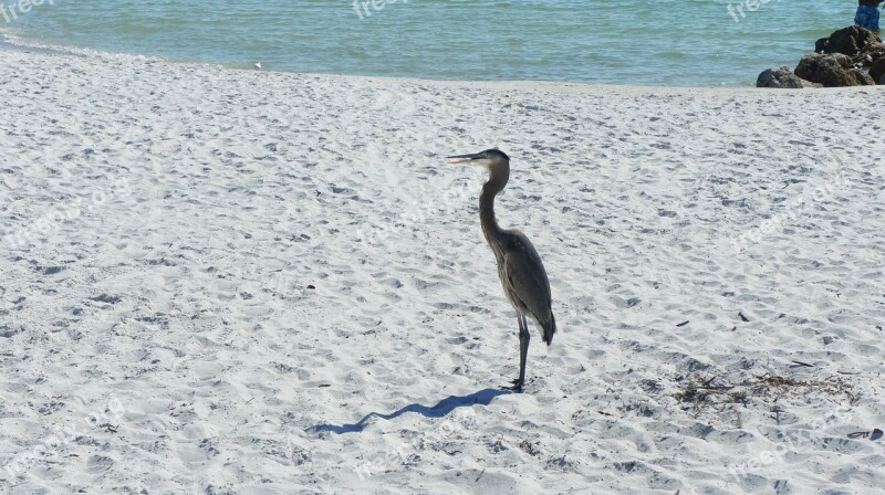 Bird Heron Nature Beach Animal World