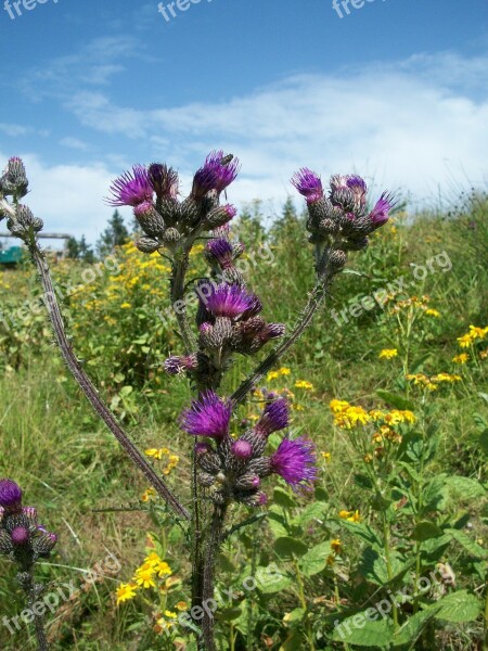 Flower Nature Plant Thistle Free Photos