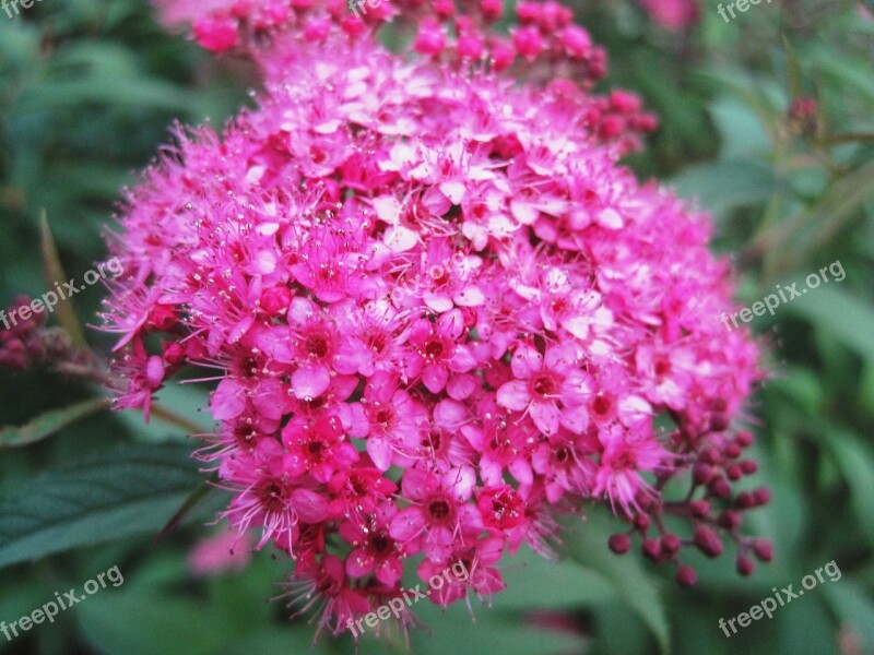 Flowerhead Florets Pink Bright Small