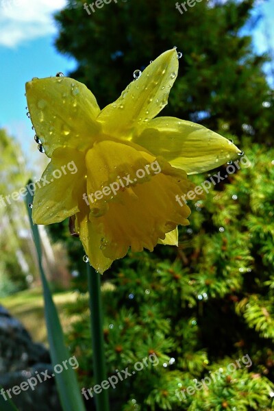 Yellow Daffodil Narcissus Jonquil Blossom