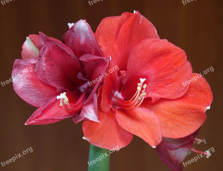 Amaryllis Blossom Bloom Flower Incomplete