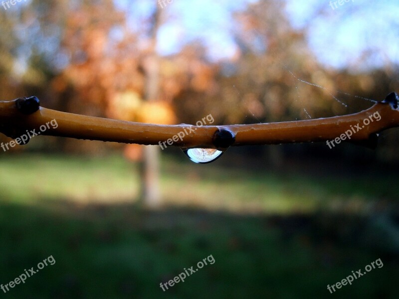 Branch Drip Dewdrop Filigree Transparent