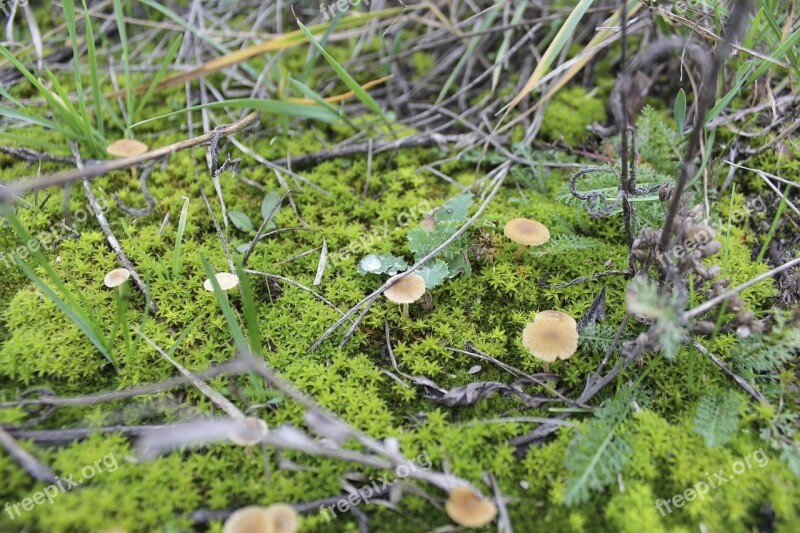 Moss Mushrooms Magic Land The Bark Forests