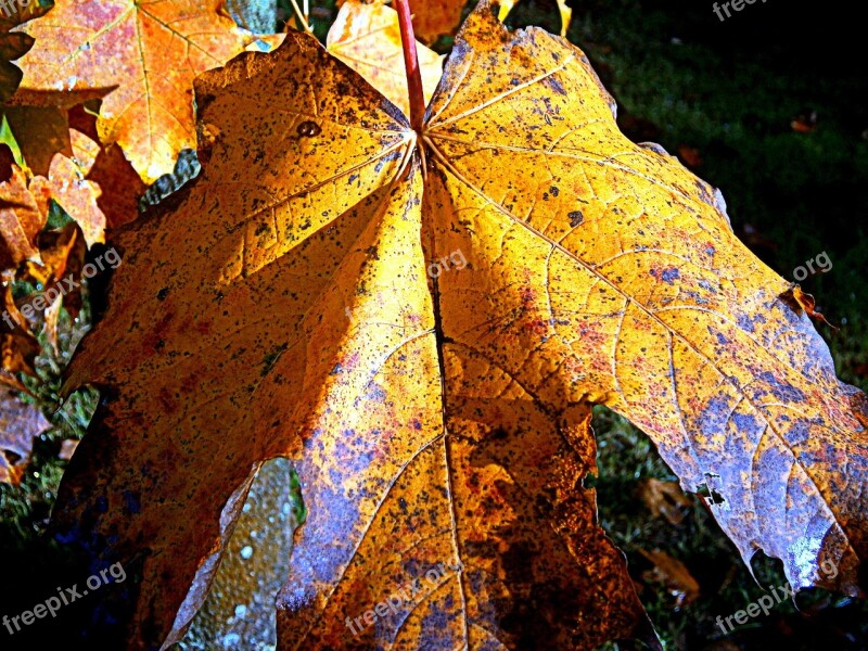 Maple Autumn Leaf Leaves Fall Foliage