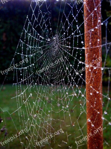 Cobweb Web Dew Drip Sparkle