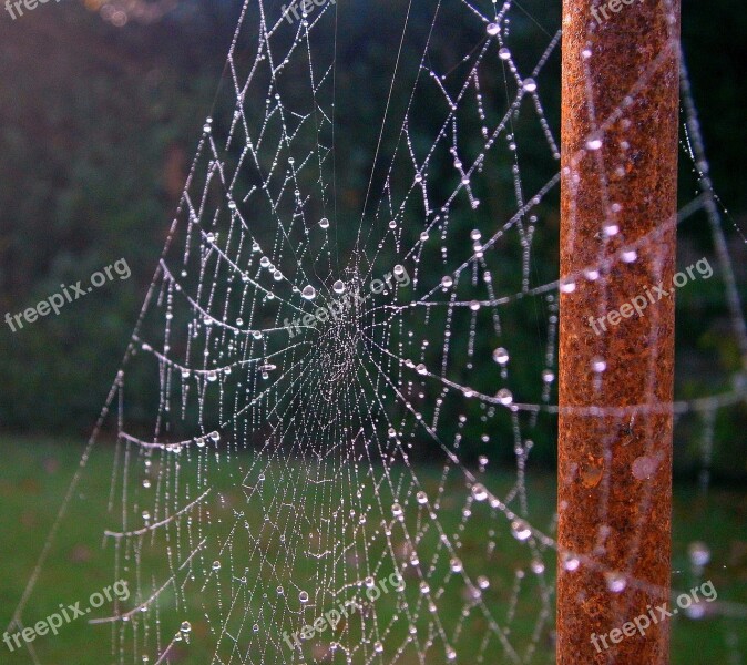 Cobweb Web Dew Drip Sparkle